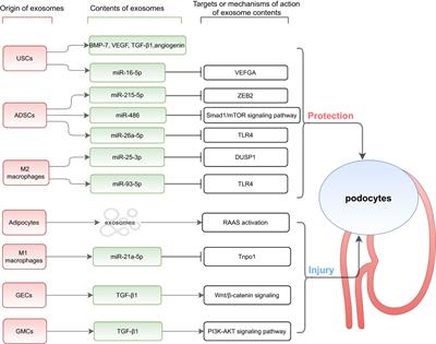 Research progress on exosomes in podocyte injury associated with diabetic kidney disease
